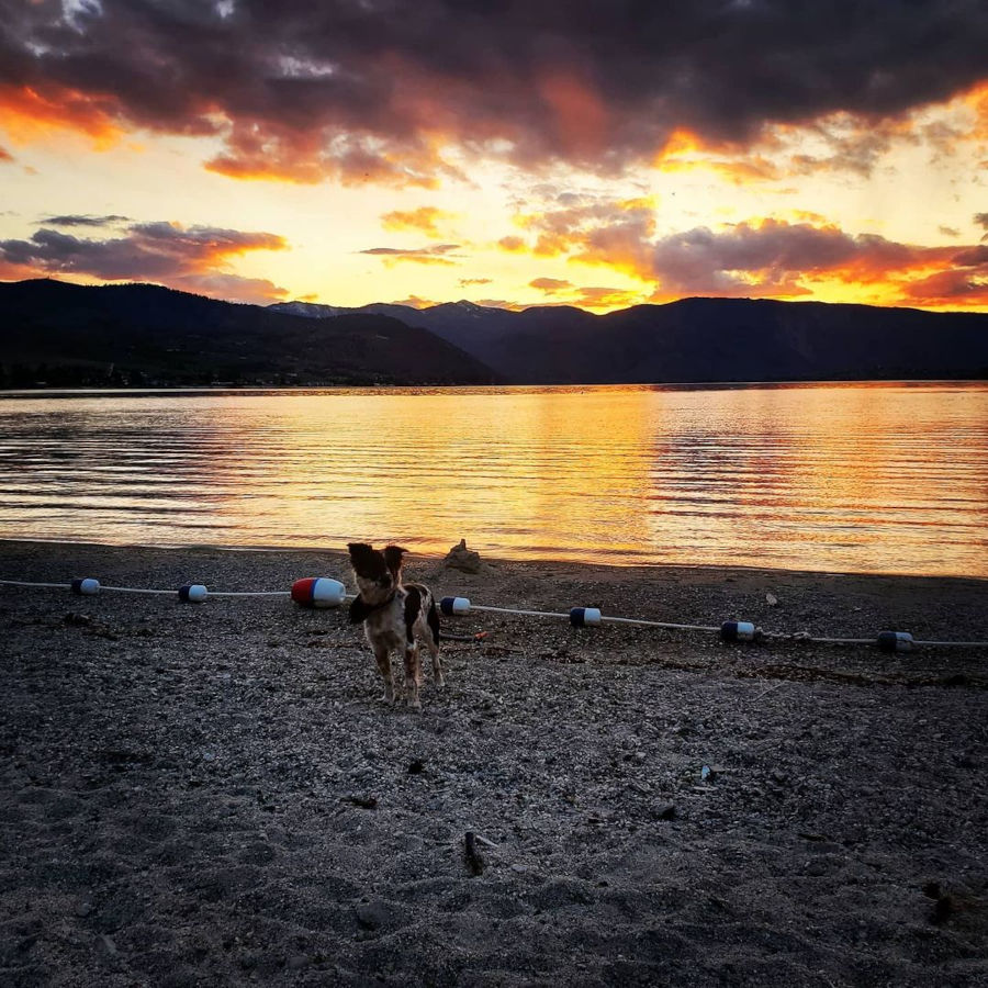 Beach property during sunset with Maisy Rail dog